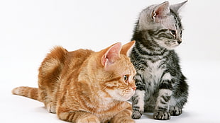 orange Tabby cat beside silver Tabby cat HD wallpaper